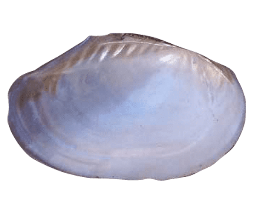 Australian Mother of Pearl Co. Pty Ltd